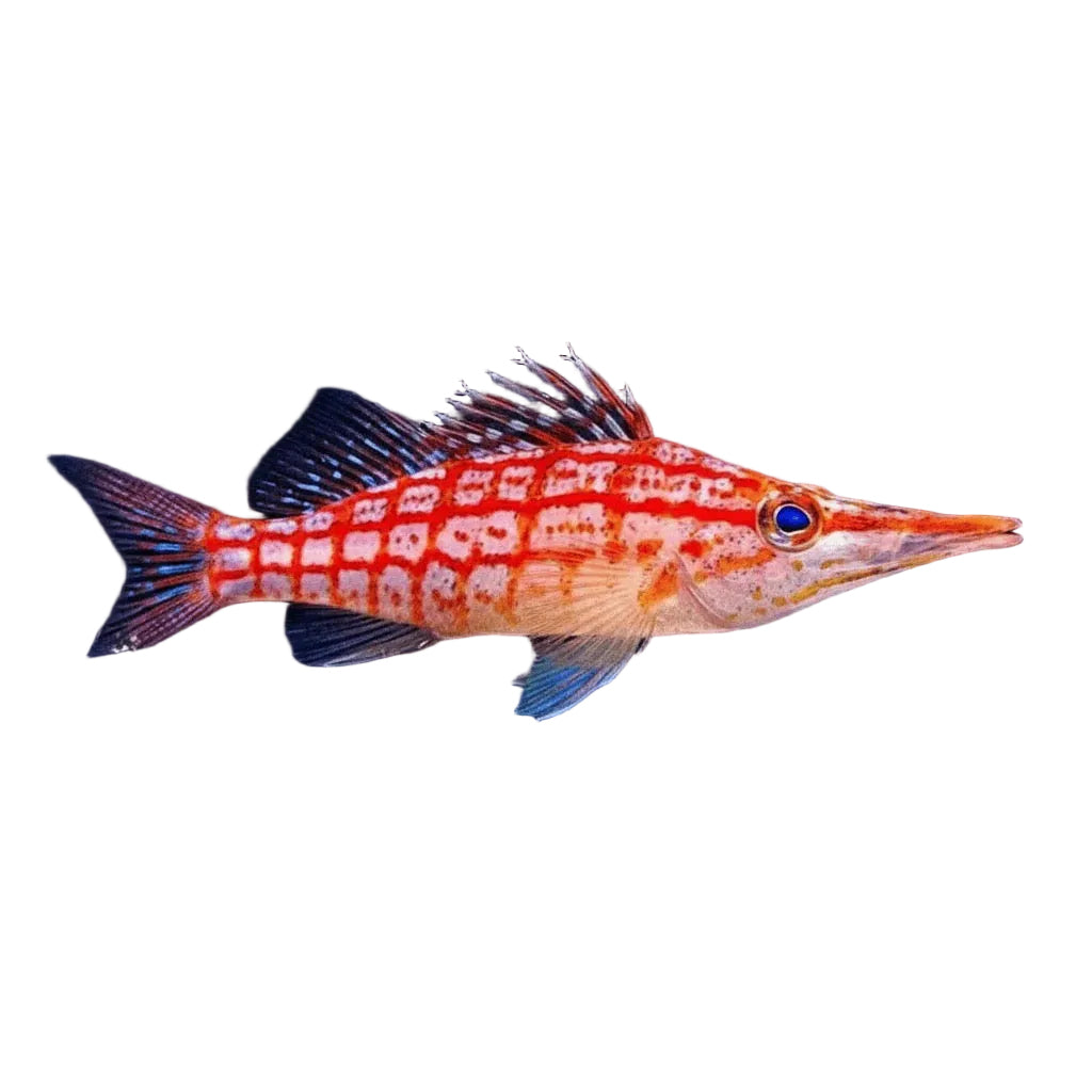 Longnose Hawkfish