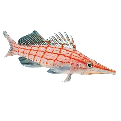 Longnose Hawkfish