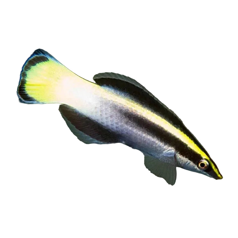 Bicolor Doktor Wrasse