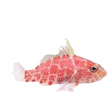 Geometric Pygmy Hawkfish