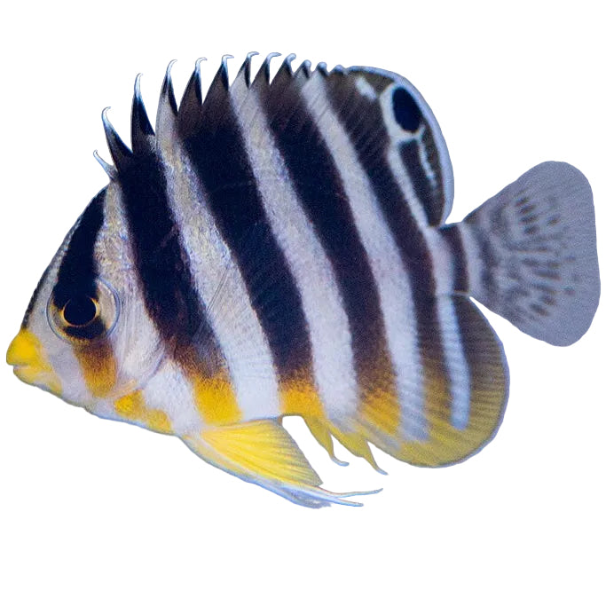 Multibar Angelfish