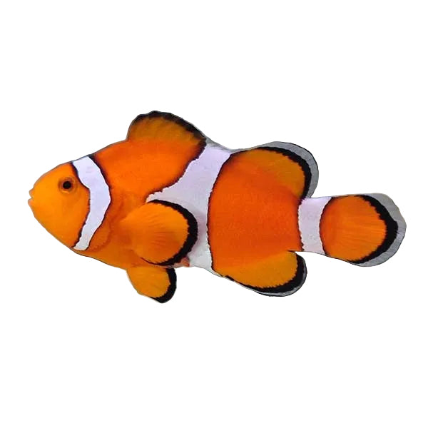 Ocellaris Clownfish ( Wild)