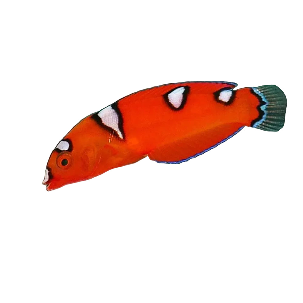 Coris Wrasse