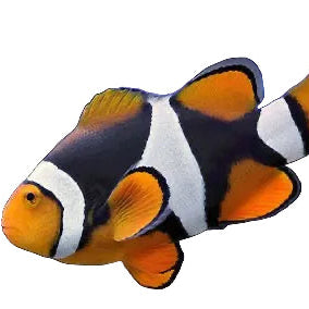 Full Black True Percula