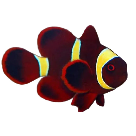 Golden Maroon Clownfish