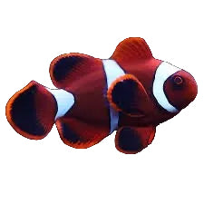 Maroon Clownfish
