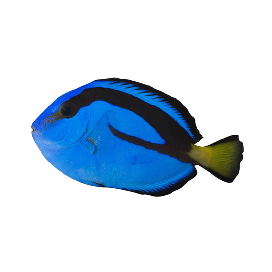 Blue Tang