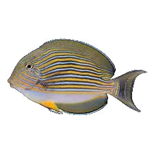 Clown Tang