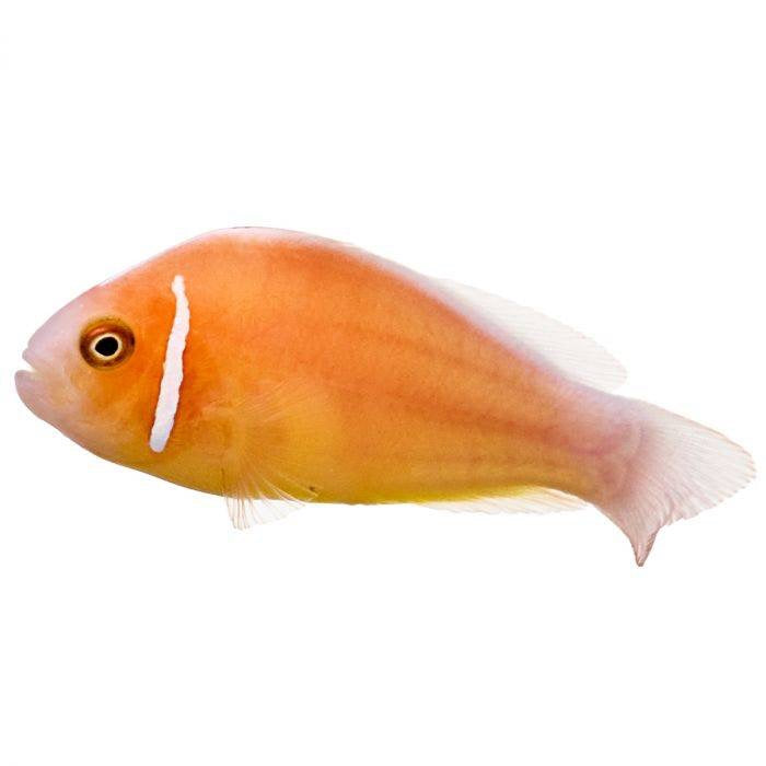 Shunk Clownfish