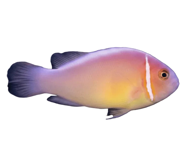 Shunk Clownfish