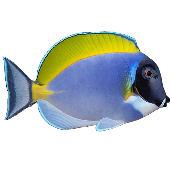 Powder Blue Tang