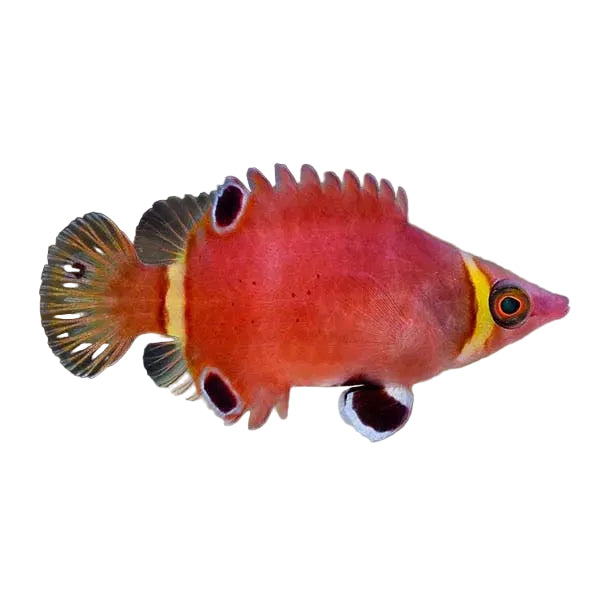 Possum Wrasse