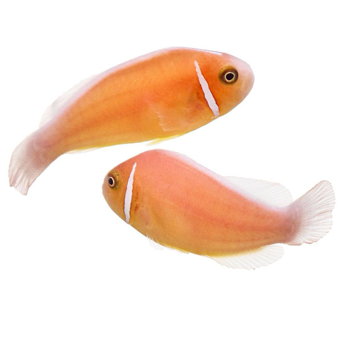 Shunk Clownfish