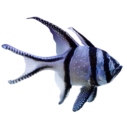 Bangai Kardinal