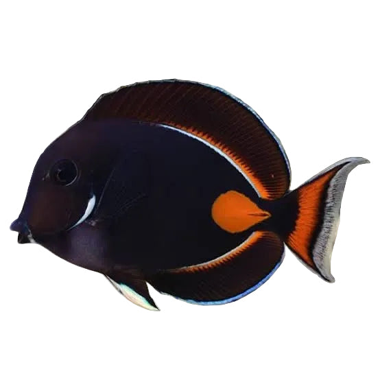 Achilles Tang