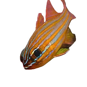 Red Striped Kardinal
