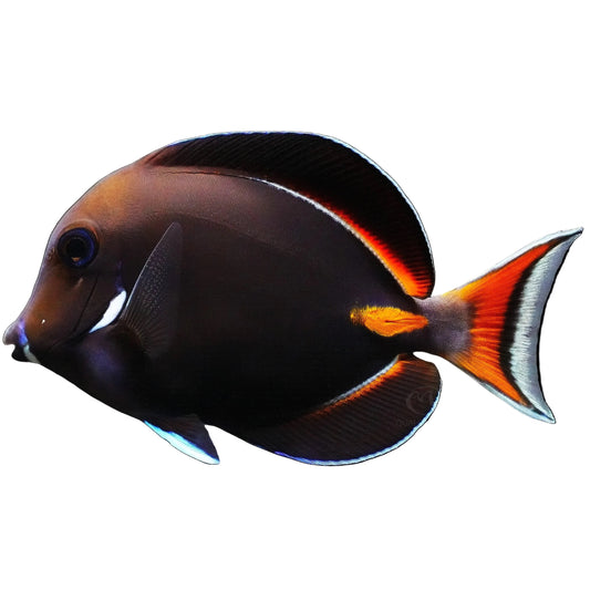 Achilles Tang