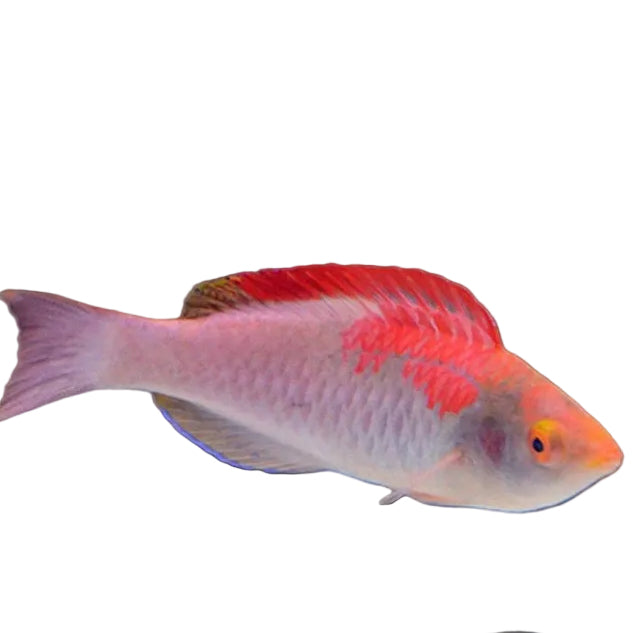 Adornatus Fairy Wrasse