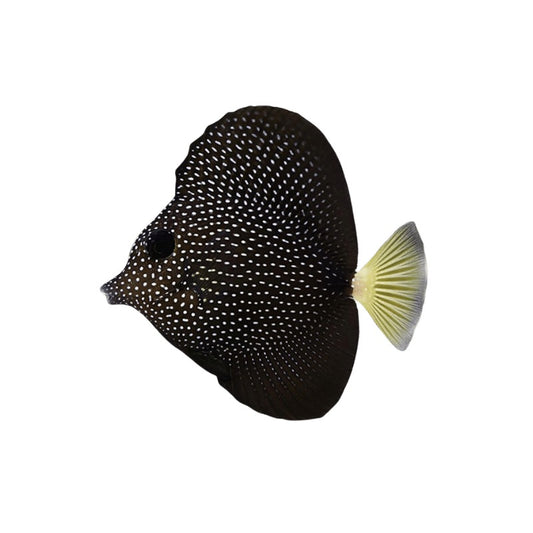 Gem Tang