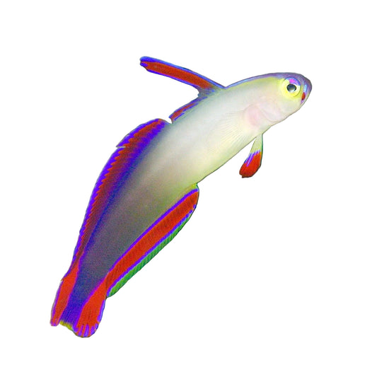 Purple Goby