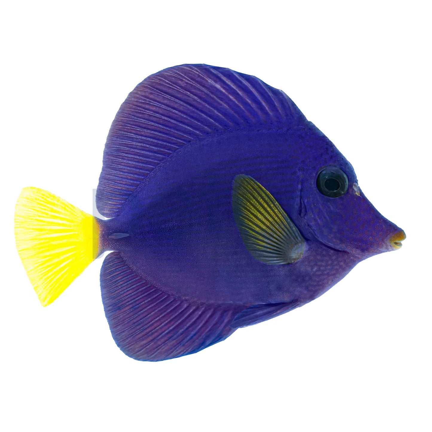 Purple Tang