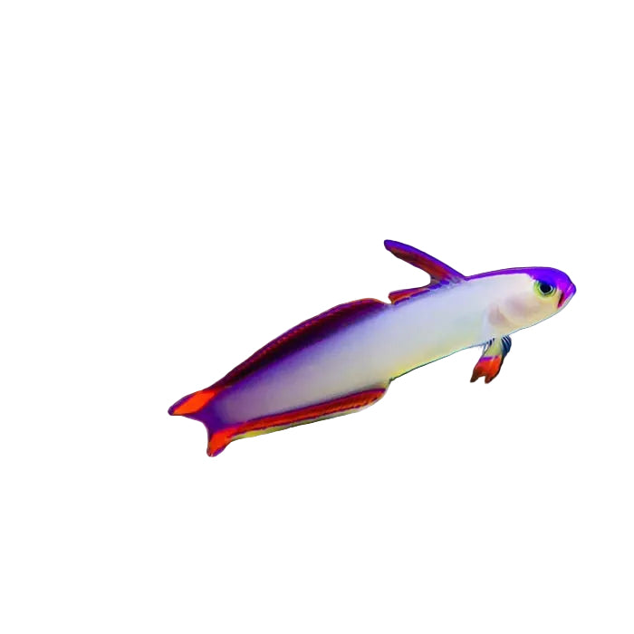 Purple Goby