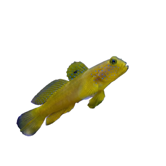Watchman Goby