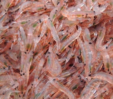 Nutris Frozen Pacific Krill (Krill Pacifica)