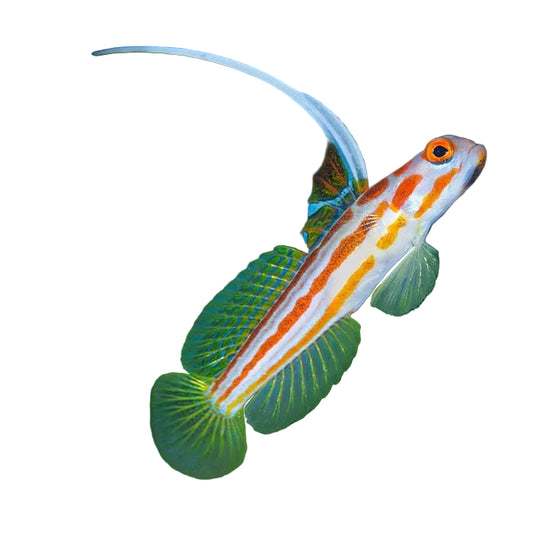 Yasha Goby