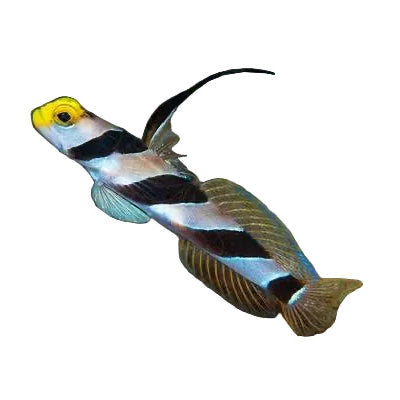 Nematode Goby