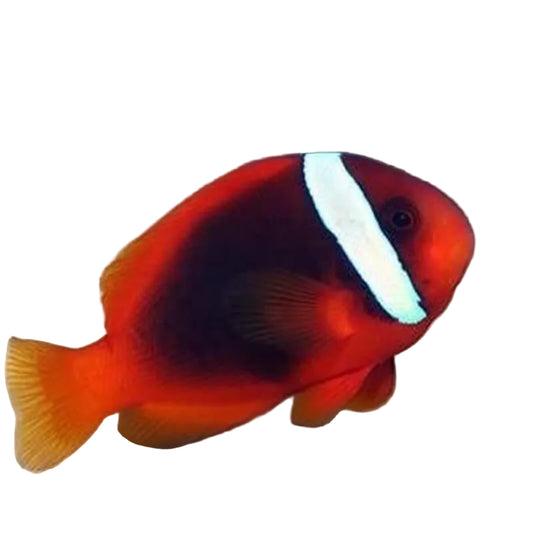 Tomato Clownfish