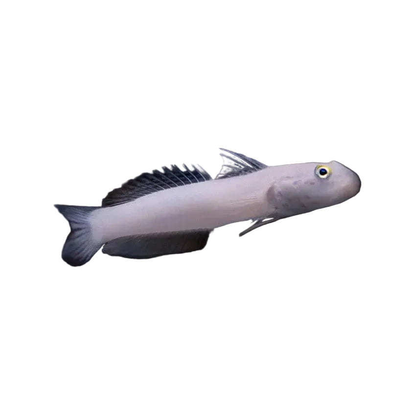 White Glider Goby (Blue Dot Goby)
