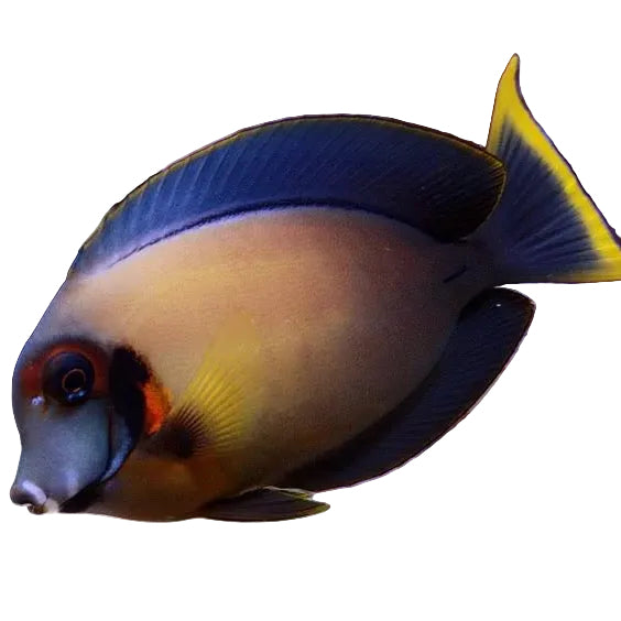 Chocolate Tang