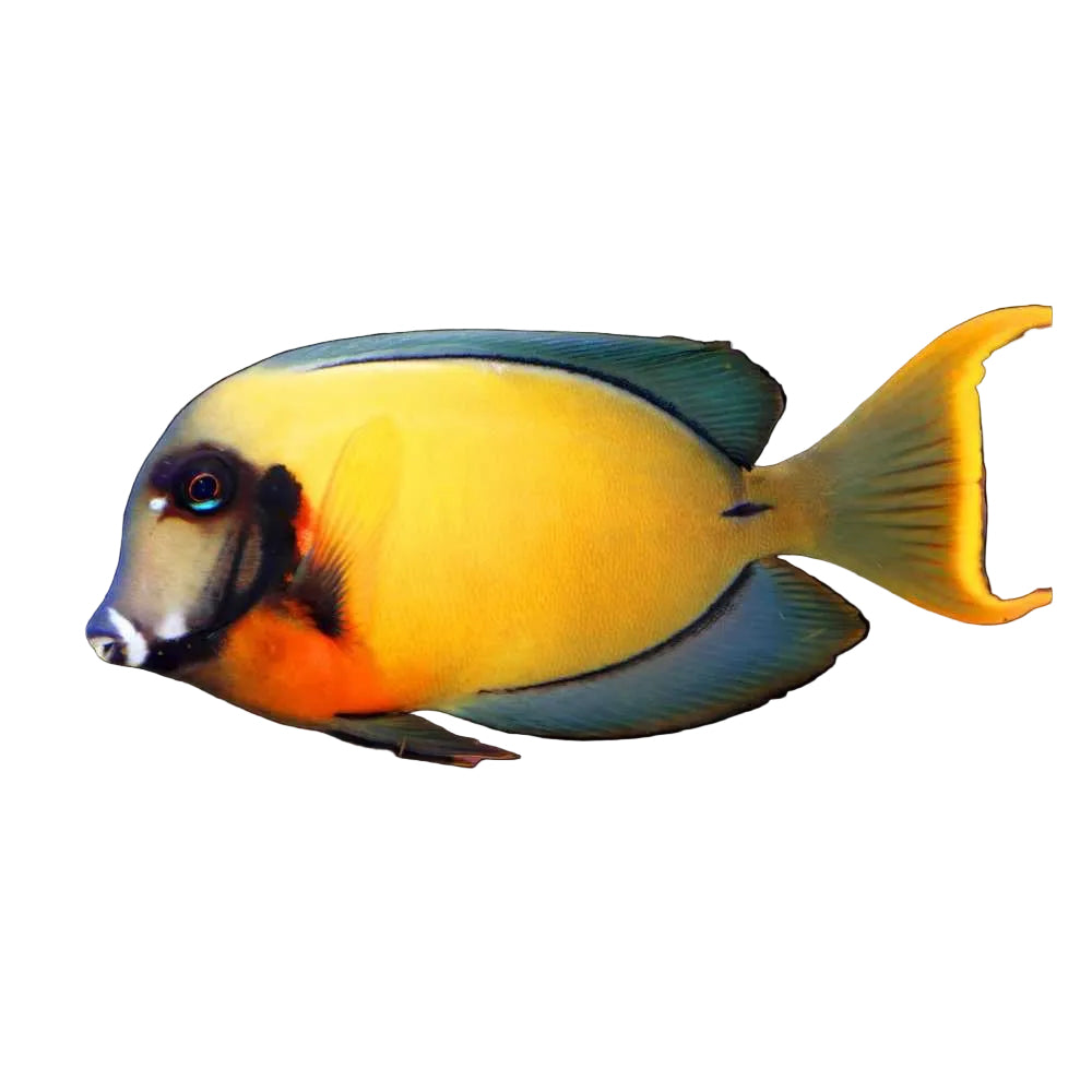 Chocolate Tang
