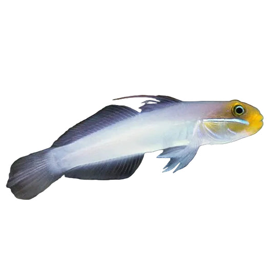 Golden Head Sleeper Goby