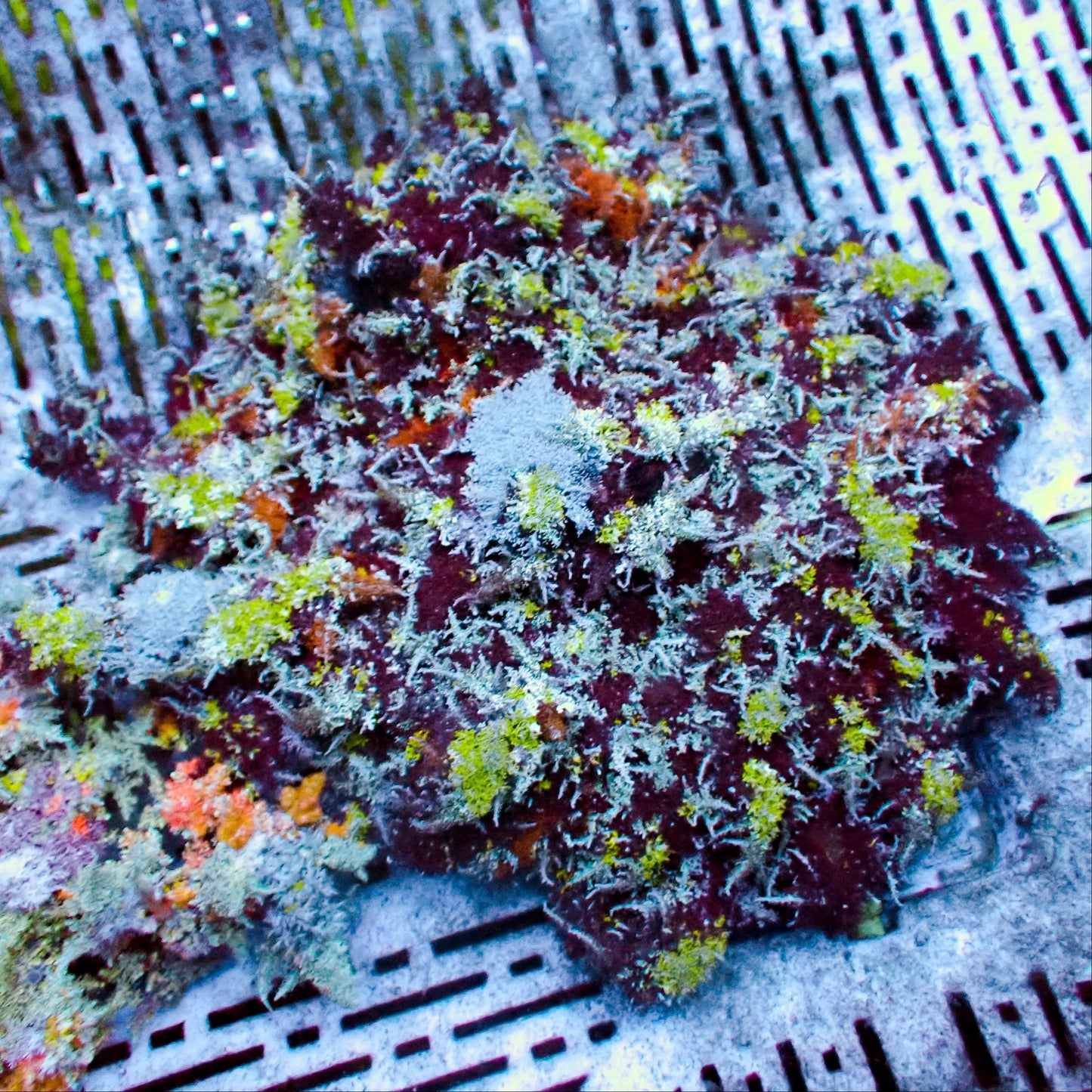 Hell's Fire Anemone