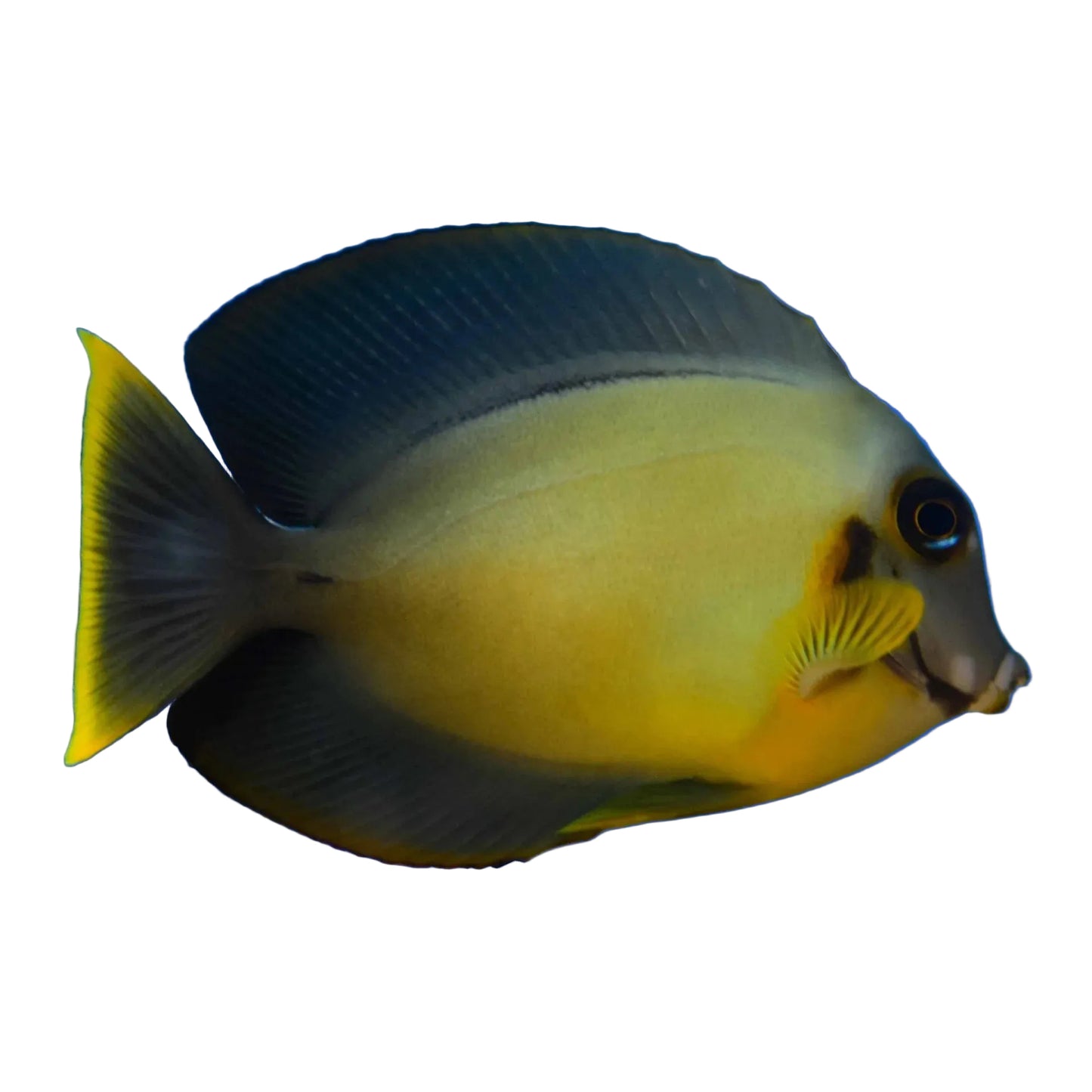 Chocolate Tang