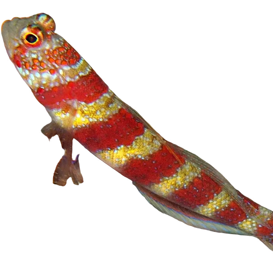 Wheeler’s Shrimp Goby