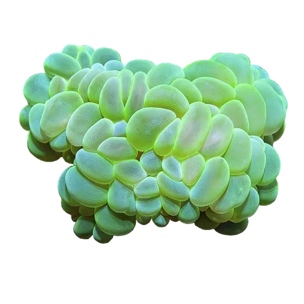 Bubble Coral