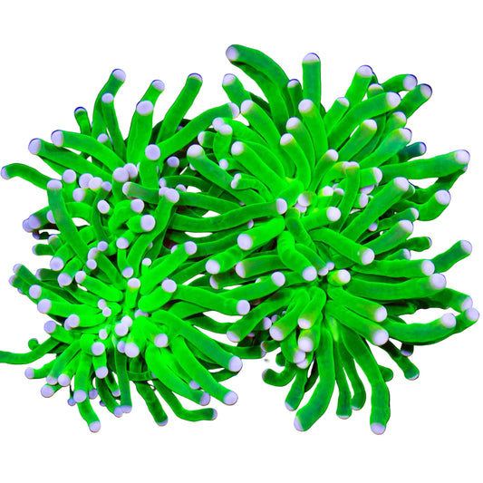 Green Torch (Metallic Color)