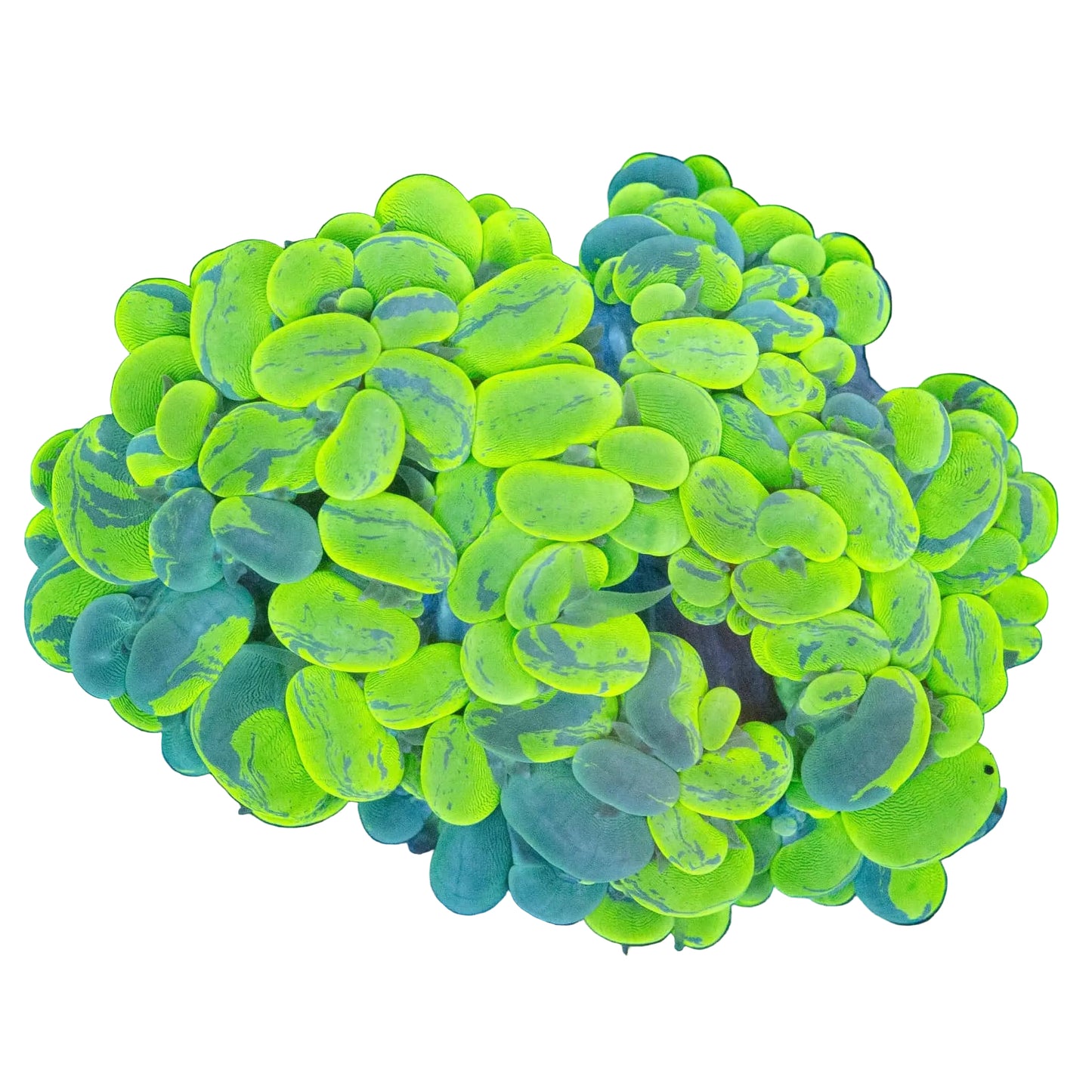 Bubble Coral