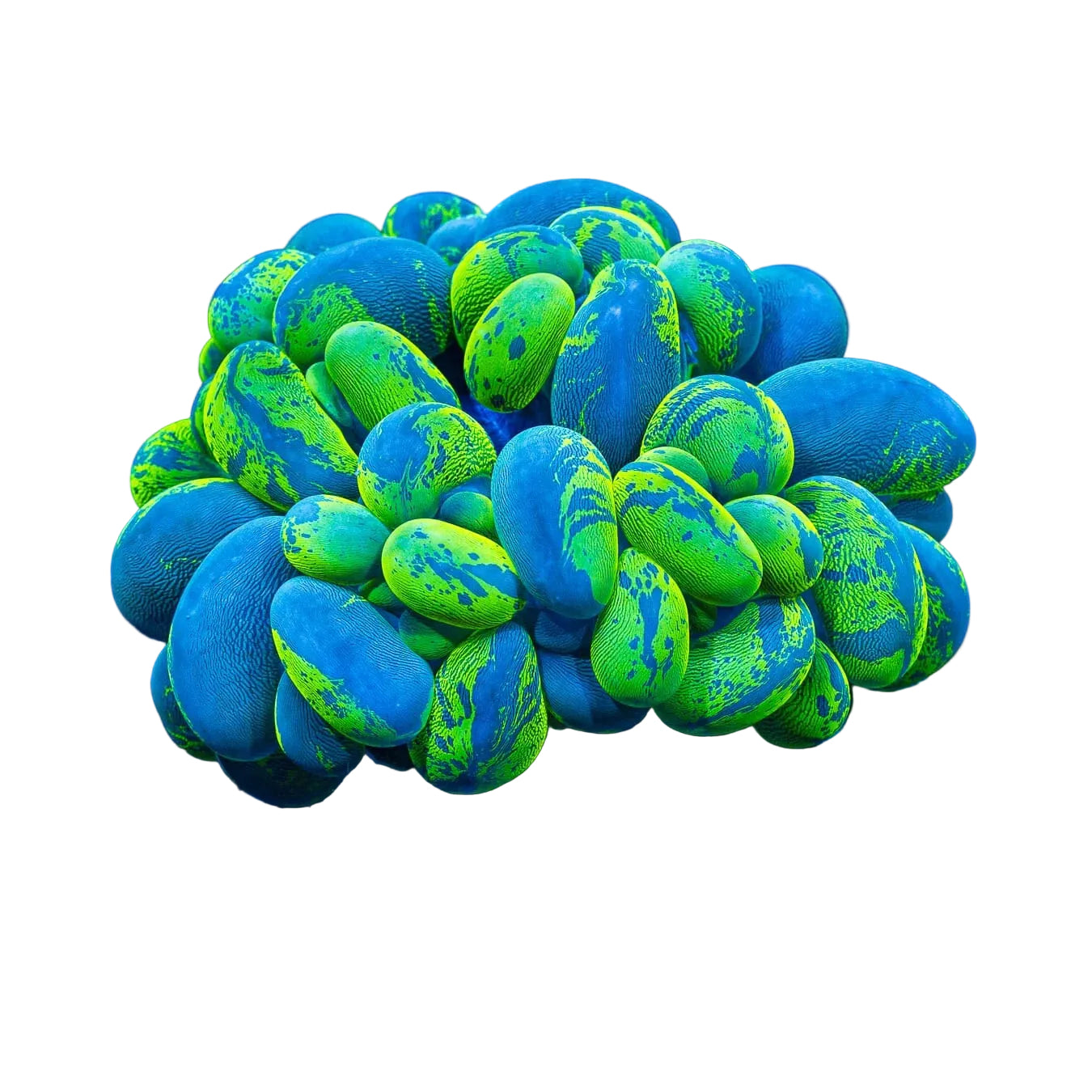 Bubble Coral