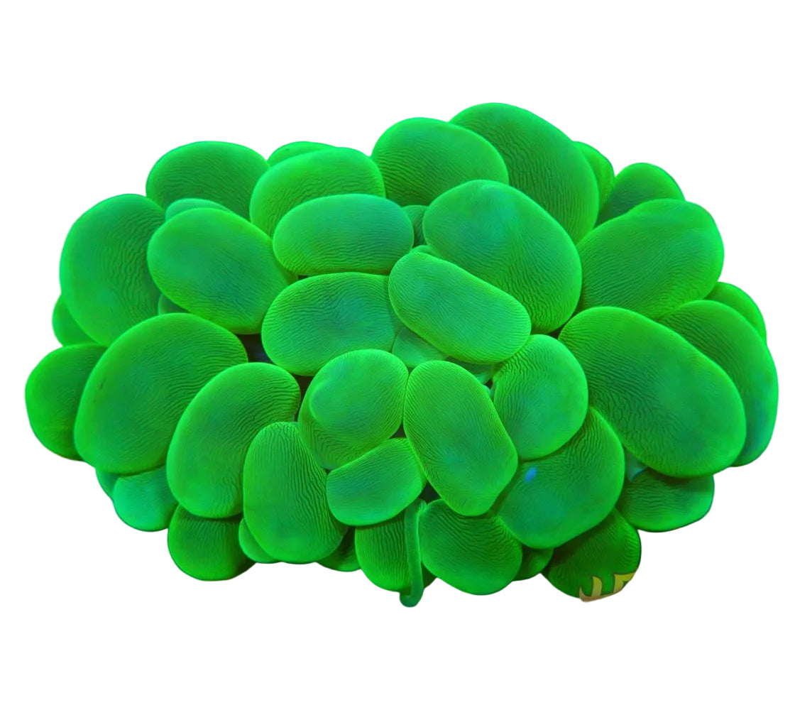 Bubble Coral