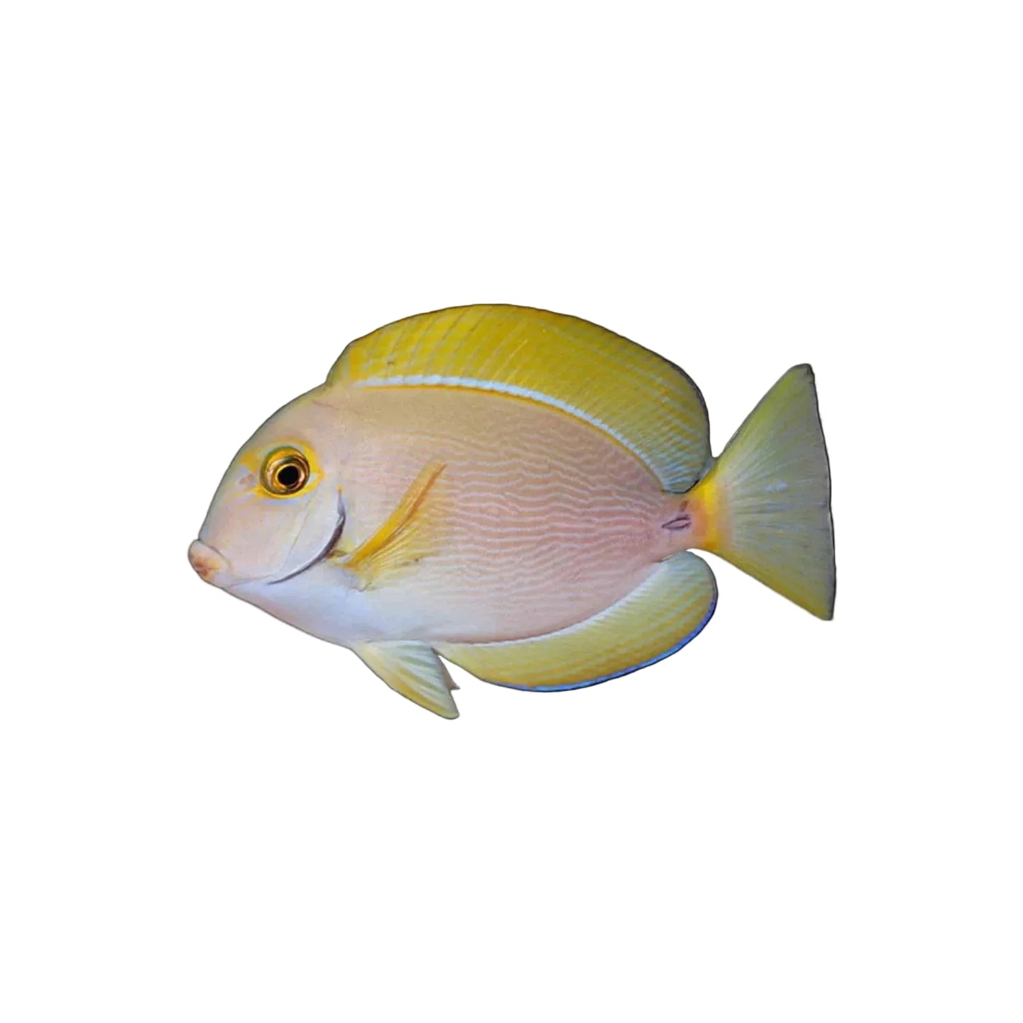 Dussumieri Tang