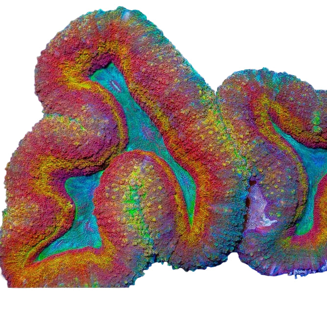 Lobophyllia - PREMİUM