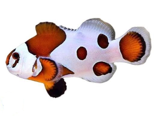 Storm Clownfish