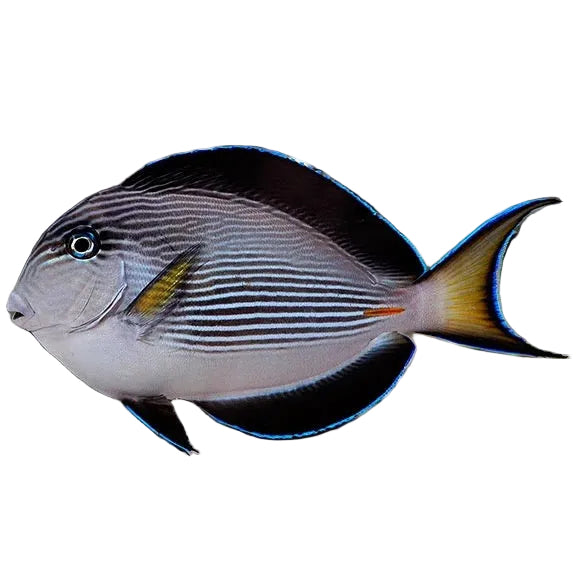 Sohal Tang