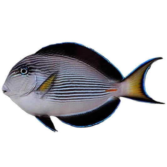 Sohal Tang