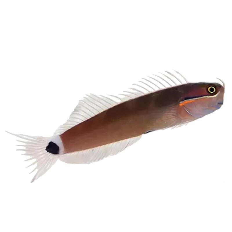 Tail Spot Blenny