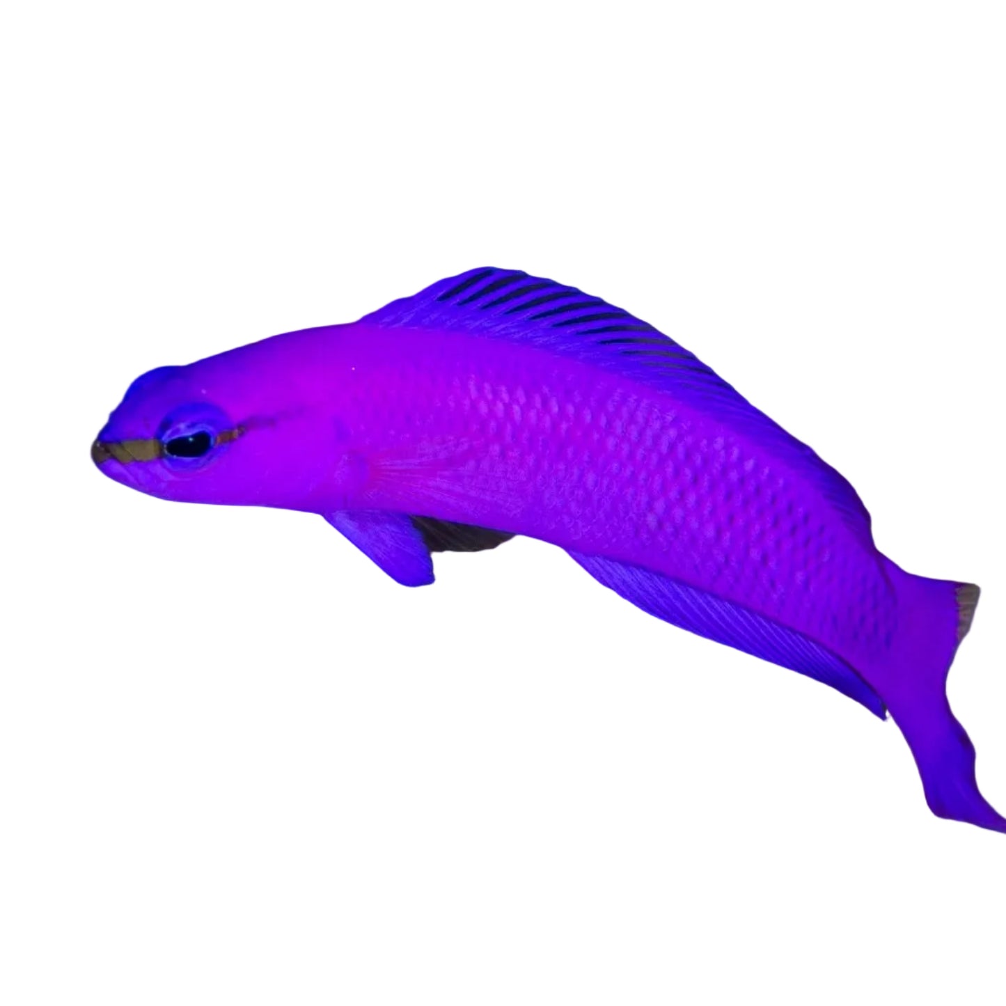 Fridmani